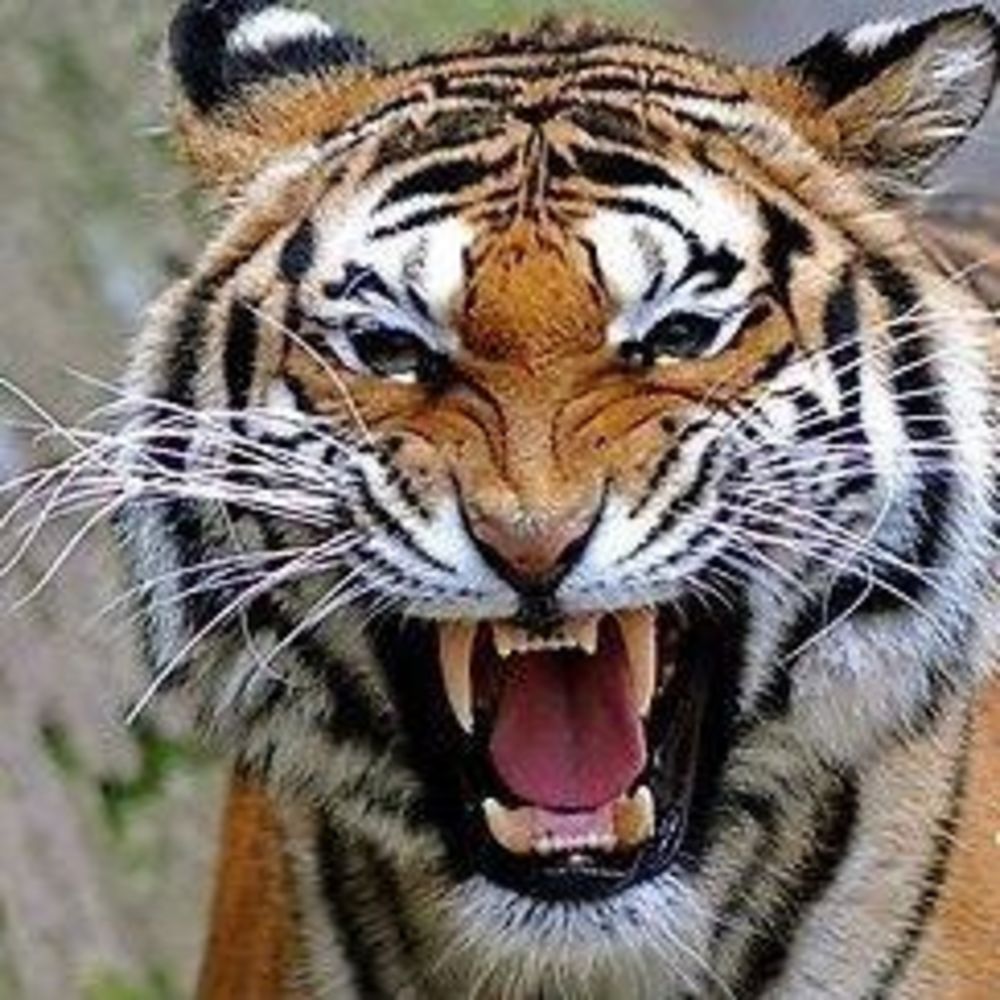 Meet your Posher, Frank